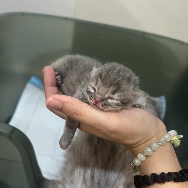 Scottish Fold  สก็อตติชโฟลด์ แท้ ระบบปิดเลี้ยงด้วยรัก รวมวัคซีน ถ่ายพยาธิ หยอดยากันปรสิตและไรหู สมุดวัคซีน รูปที่ 3