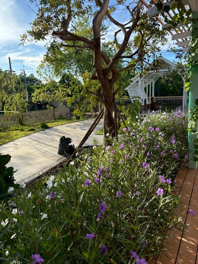 ขายที่ดิน 5 ไร่ พร้อมบ้านพักสไตล์รีสอร์ท ติดคลองสวย พร้อมโอน บ้านแพ้ว 4 ตำบลหลักสาม สมุทรสาคร  13