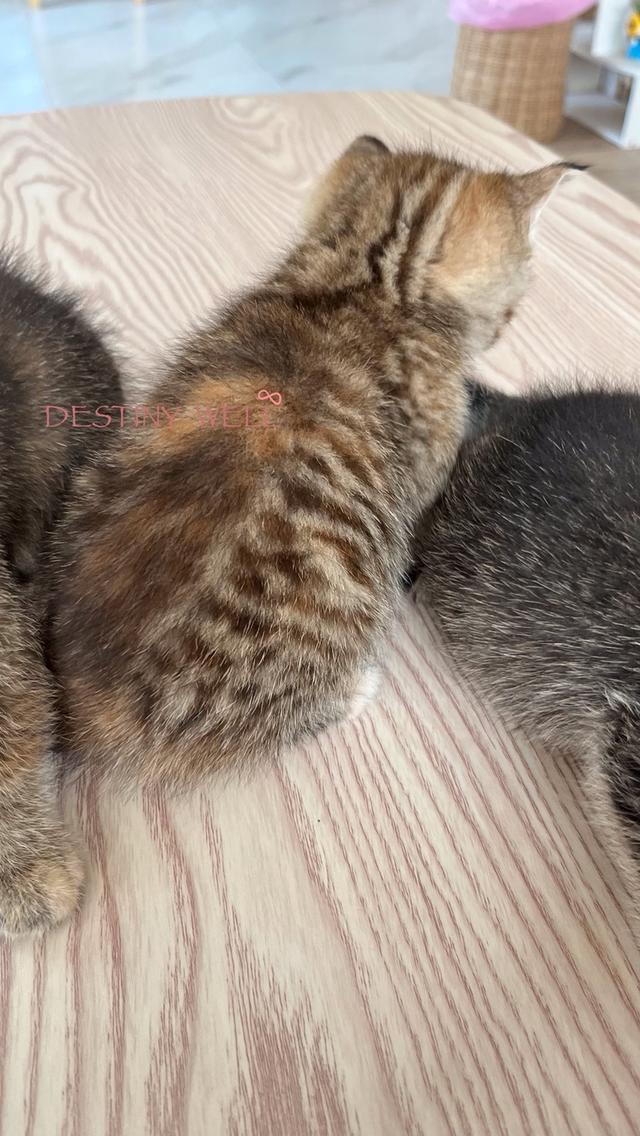 แมวสก๊อตติชโฟลด์ เพศเมีย รูปที่ 8