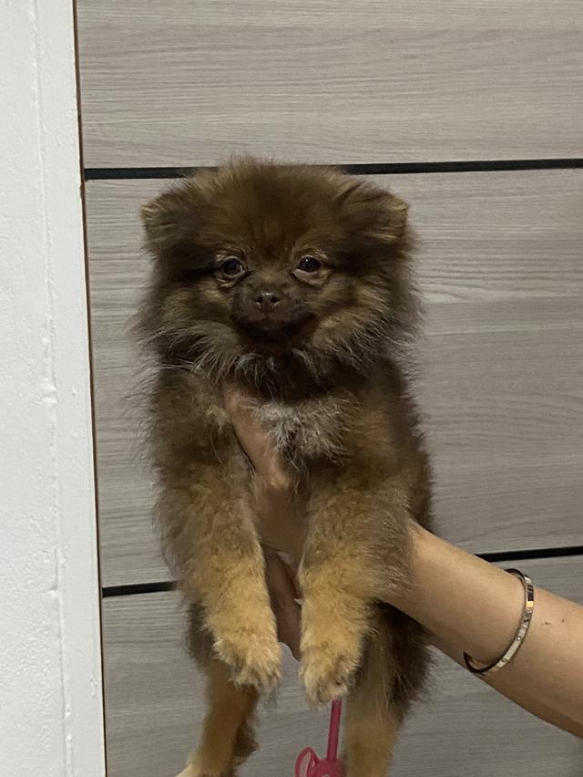 น้องหมาปอมแท้ อายุ3เดือน 2