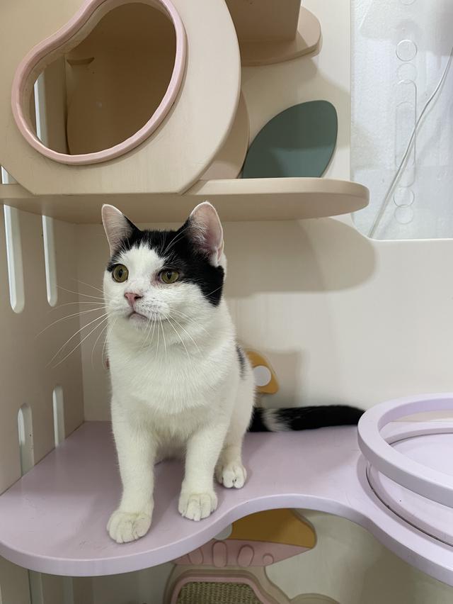 สก๊อตติช  7