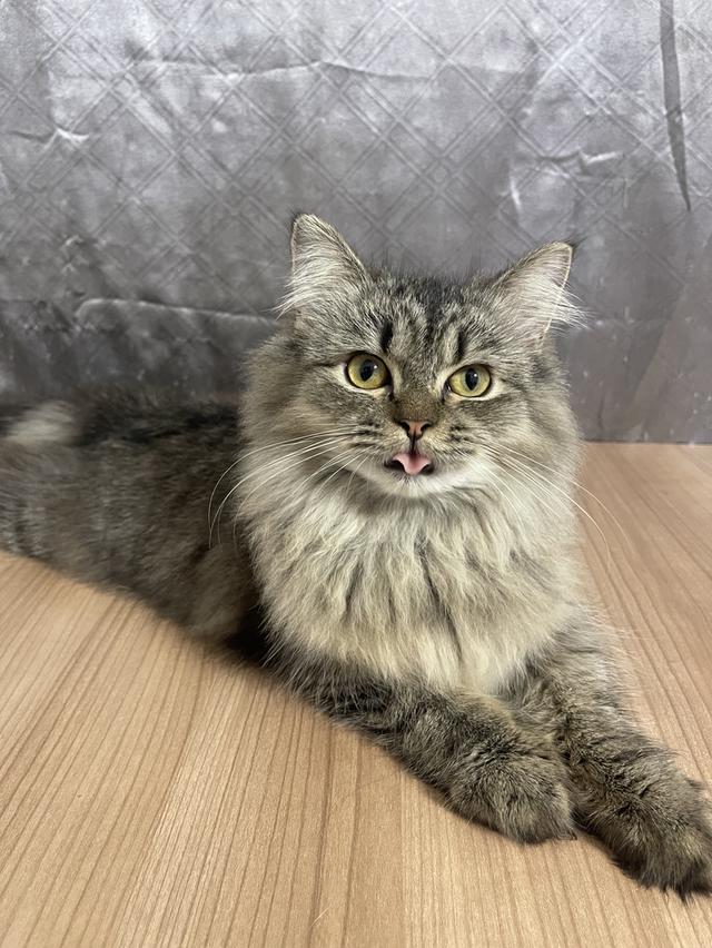 น้องแมวพันธุ์ หิมาลายันผสมชินชิล่า เพศชาย พร้อมฉีดยา