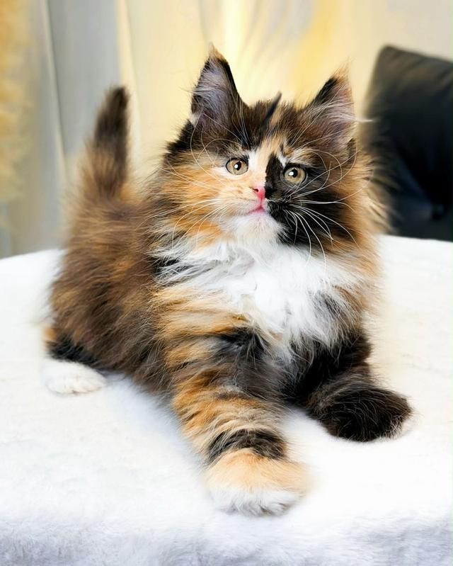 สาวน้อยเมนคูน สามสีสีตอตี้เปรอะสีหายาก รูปที่ 4