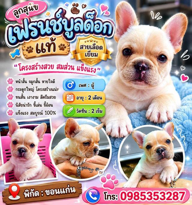 ลูกสุนัขฟันเฟรนบลูด็อก