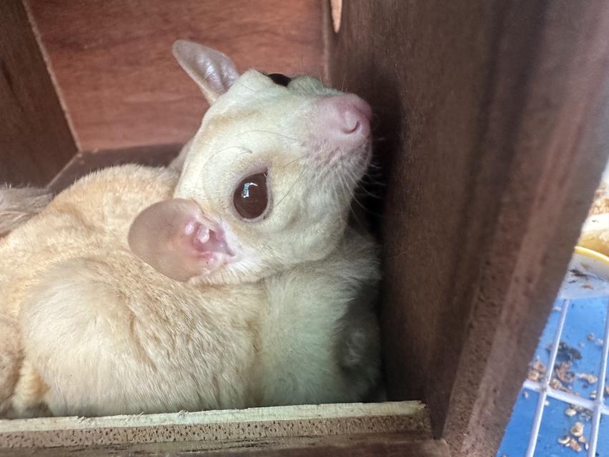 ชูก้าไรเดอรปล่อยยกคู่