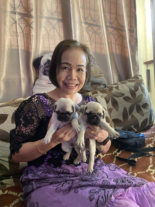 ลูกสุนัขพันธุ์ปั๊กลูกหมาพันธุ์ปั๊กอายุ 45 ถึง 60 วันสายเลือดแท้