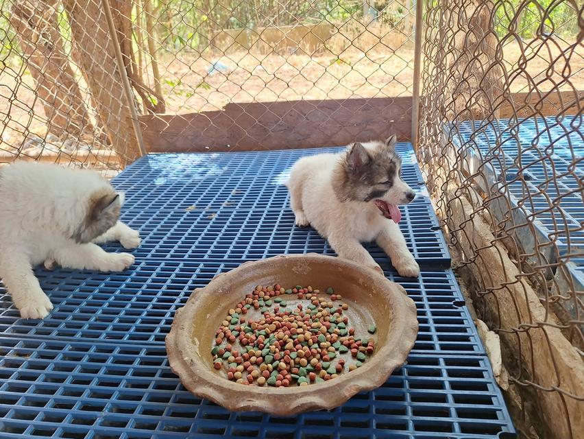 ขายลูกสุนัขพันธุ์บางแก้ว รูปที่ 5