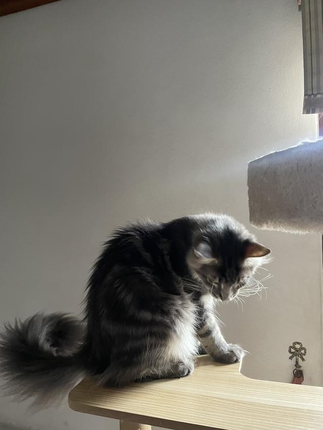 Main coon