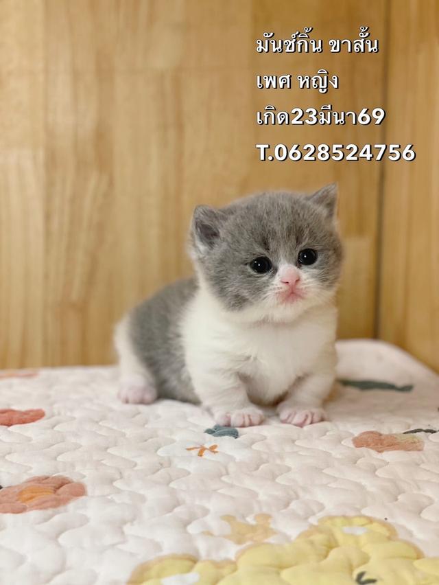 ลูกแมวมันช์กิ้น ขาสั้น รูปที่ 2