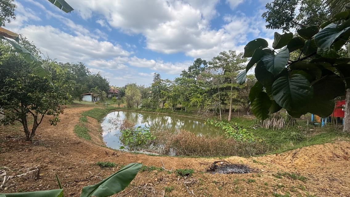 ไร่ชมจันทร์ วังน้ำเขียว 14ไร่ 3