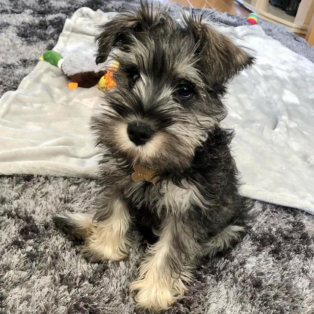 Miniature Schnauzer puppies for sale