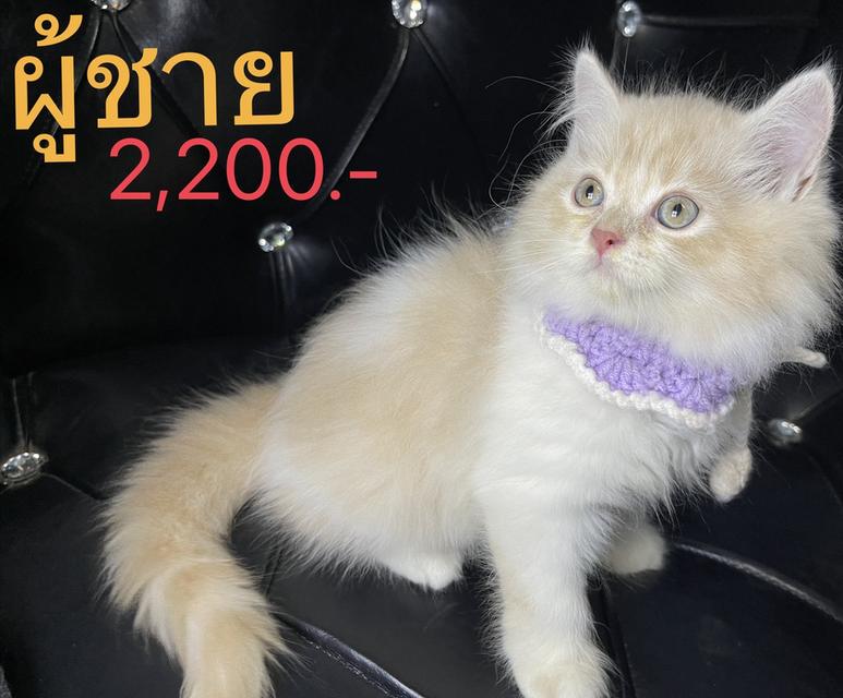 แมวพันธุ์สก็อตติช 1,900-2,200 (ราคาแบ่งเลี้ยง