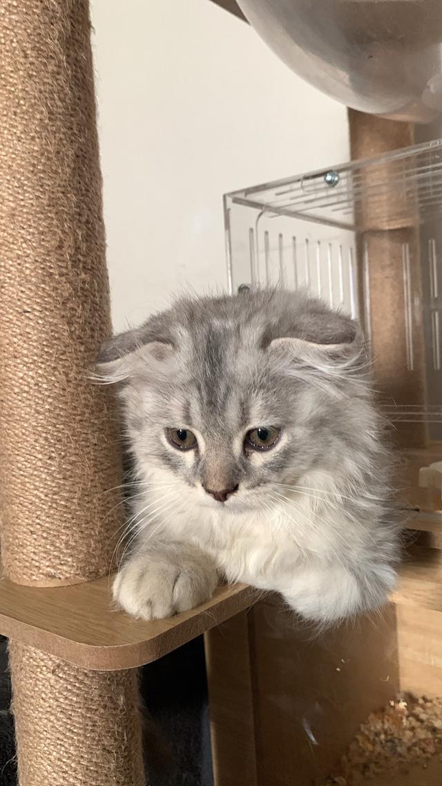 แมว Scottish Fold (ชื่อ Morey) เพศผู้ 5,000 บาท