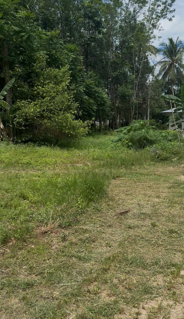 ขายที่ดิน 5