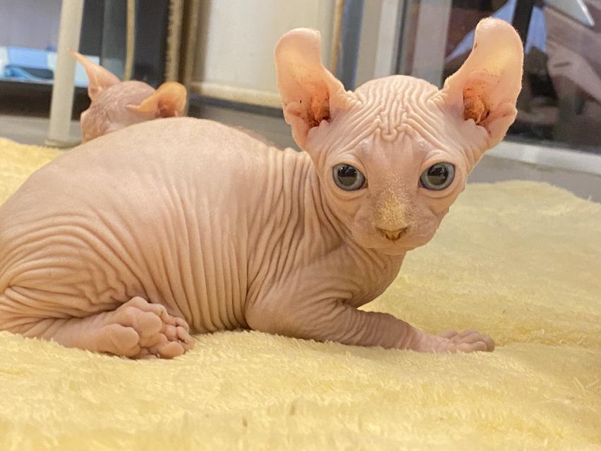 ลูกเเมวสฟิงซ์ตัวผู้ ขายาวหูพลิก