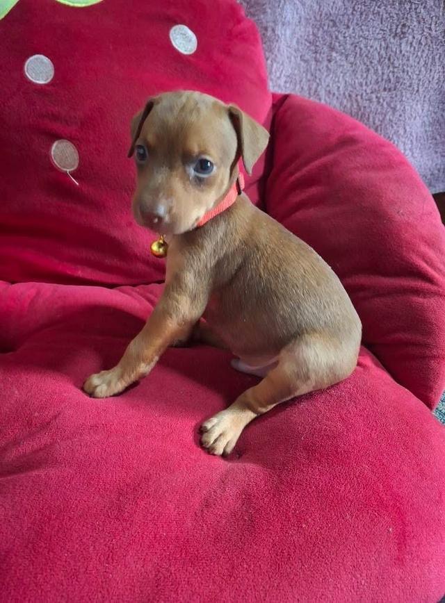 ลูกสุนัข Miniature Pinscher สีน้ำตาล