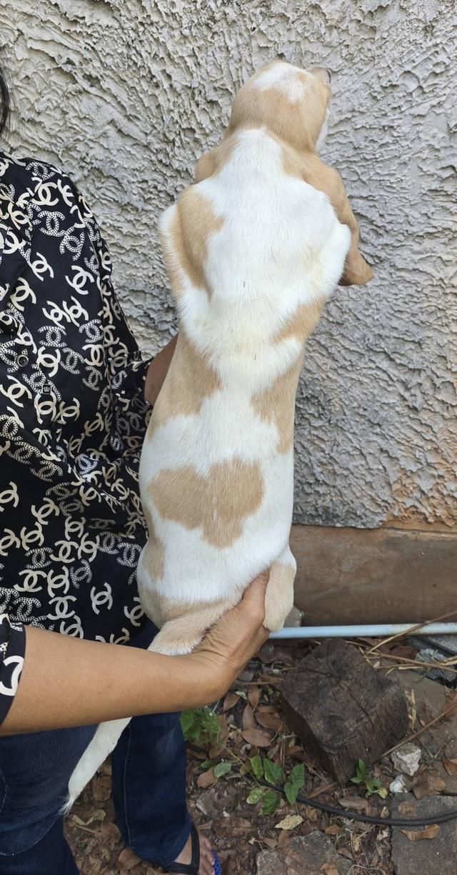 บาสเซ็ตฮาว์ดใบเพ็ดสมาคมพัฒนาพันธุ์สุนัข รูปที่ 11