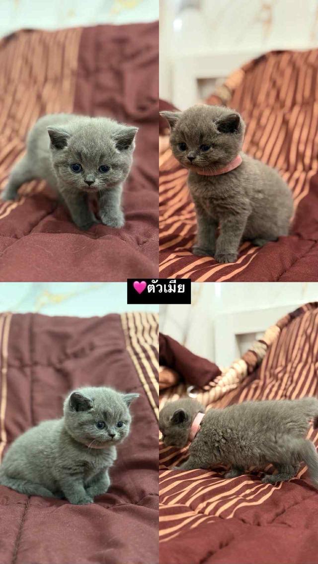 บริติช ช็อตแฮร์ สีบลู 3