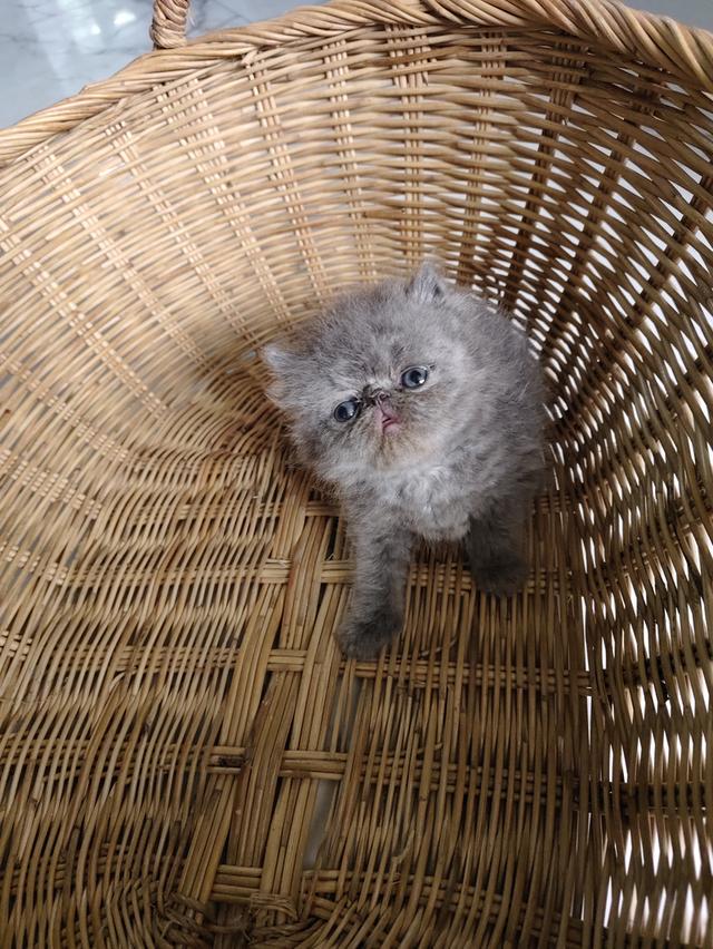 แมวเอ็กโซติกขนยาวแท้ 17