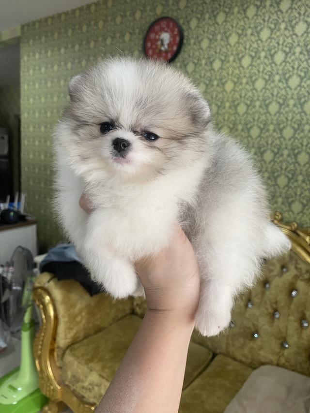 ปอมเมอเรเนียนแท้ เด็กๆพร้อมย้ายบ้านทุกตัวจ้า รูปที่ 2