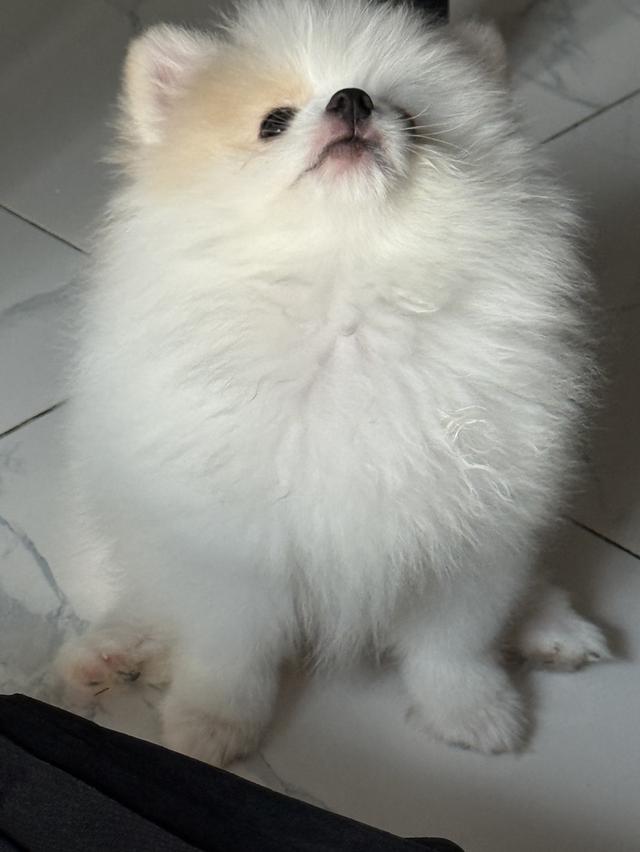 ปอมเมอเรเนียน