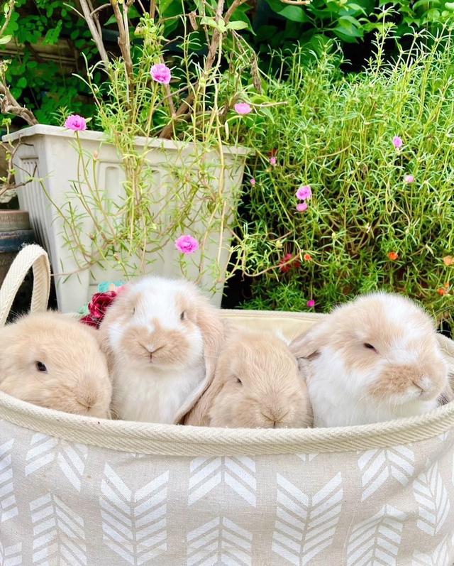 ครอบครัว กระต่ายยักษ์ หาบ้าน 3