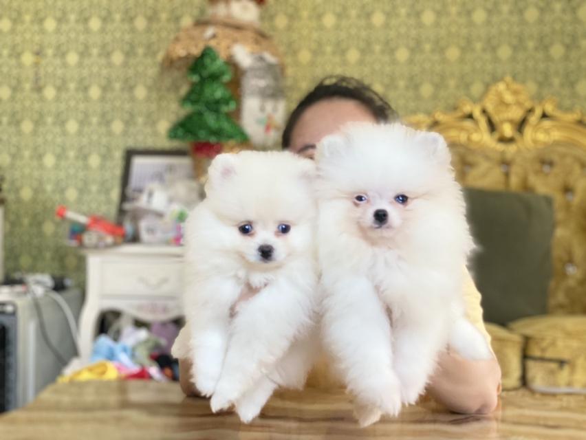 ลูกปอมแท้ อายุ2เดือน พร้อมย้ายบ้าน