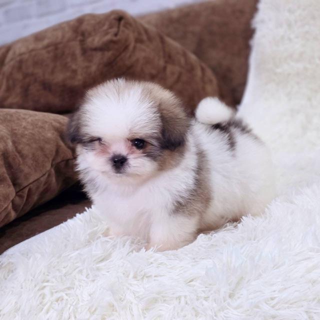 ชืิสุผสมปอม เพศผู้ พร้อมย้ายบ้าน 7