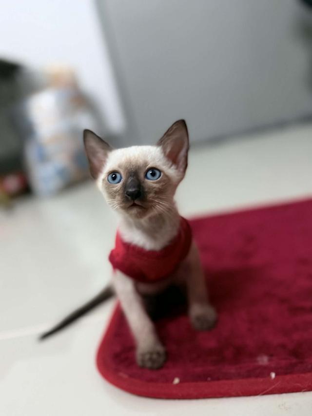 แมววิเชียรมาศแท้ แม่แมว และลูกแมว 3 ตัว