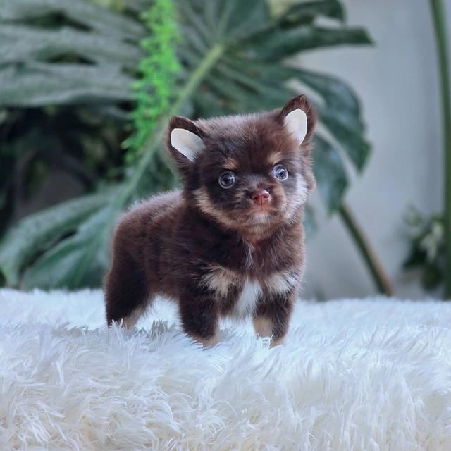 ชิวาวาแท้ขนยาว สีช็อค เพศผู้ 7