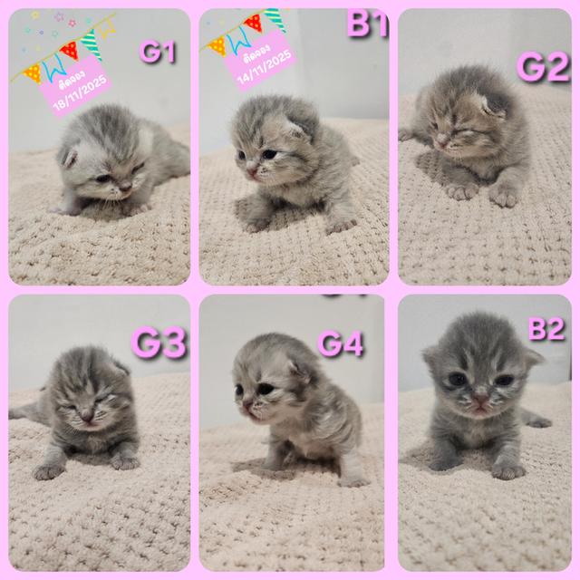Scottish Fold  สก็อตติชโฟลด์ แท้ ระบบปิดเลี้ยงด้วยรัก รวมวัคซีน ถ่ายพยาธิ หยอดยากันปรสิตและไรหู สมุดวัคซีน 17