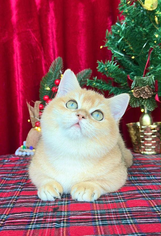 แมว มันช์กิ้น เด็กชาย