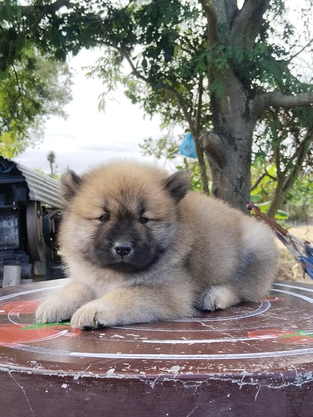 เชาเชา ผสม ไซบีเรียน 4