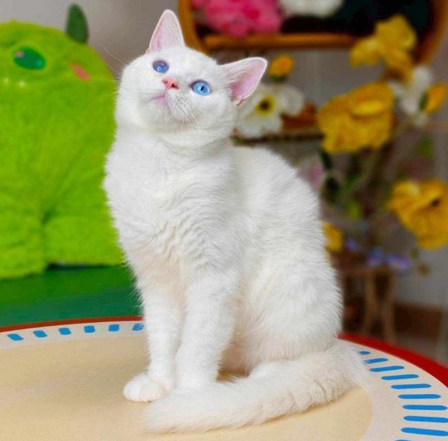 แมวมันซ์กิ้นขายาวสีขาวตาฟ้า