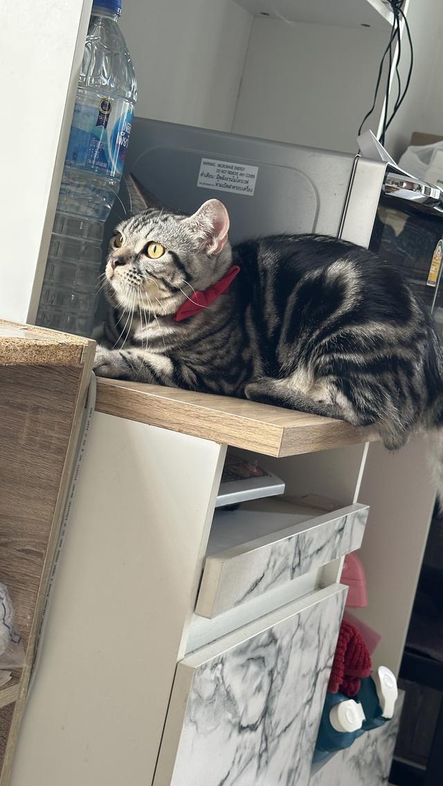 แมวอเมริกัน ช็อตแฮร์ พันธุ์แท้ 💯 7