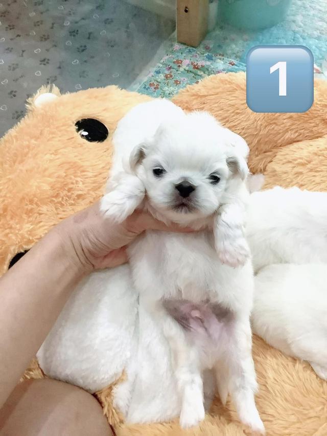 เปิดจองลูกสุนัข Pekingese  2