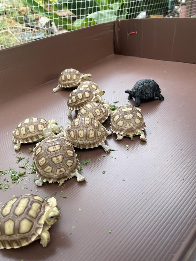 เต่าบกซูคาต้า Sulcata