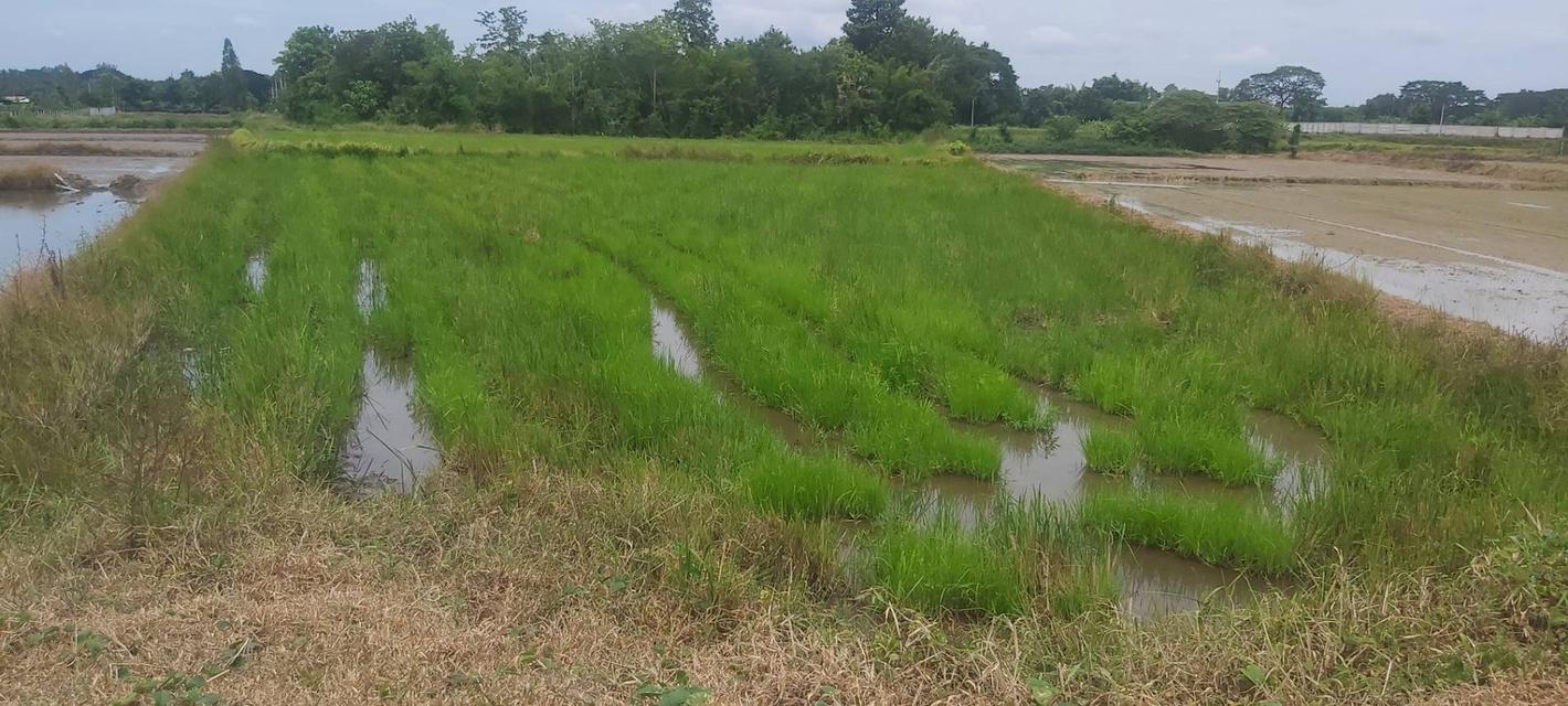 ที่ดินโซนพุทธมณฑลอีสานขอนแก่น 9