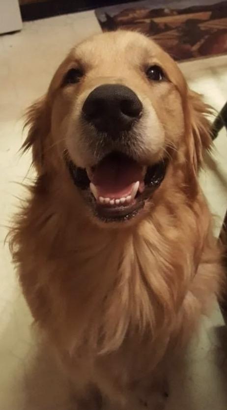 สุนัขโกลเด้นยิ้มสวย ร่าเริง