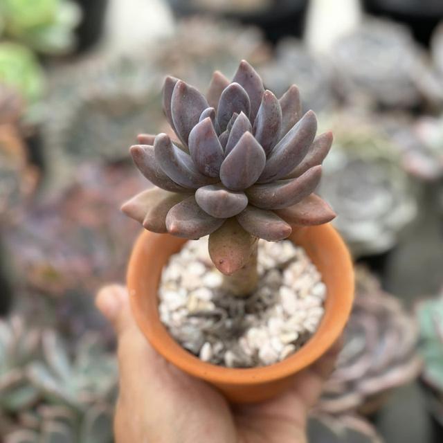 ไม้อวบน้ำ Echeveria Pachyfitum 3