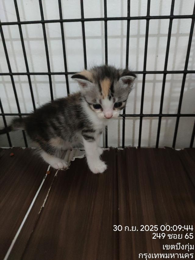 ลูกแมวหาบ้านใหม่ 7