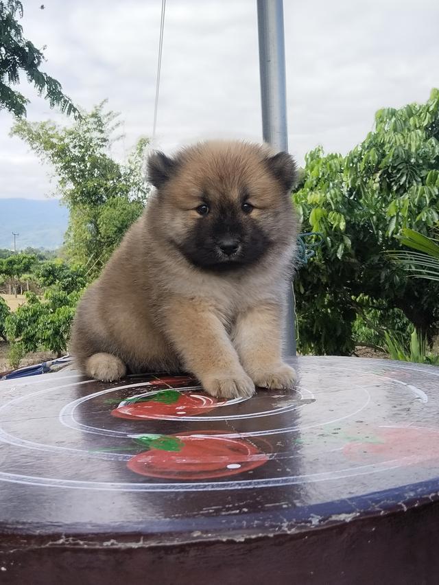 เชาเชา ผสม ไซบีเรียน 3