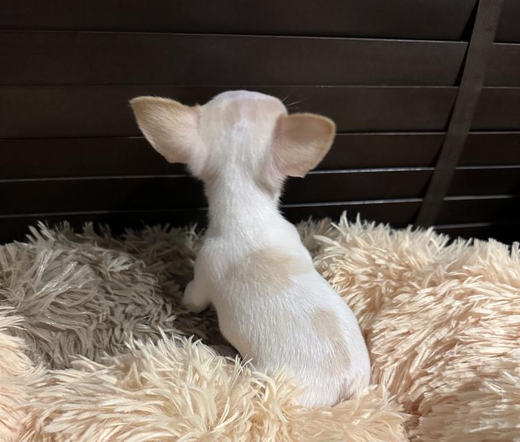 ดช.ชิวาว่า(จิ๋วจิ๋ว)3เดือน.1.5ขีด รูปที่ 5