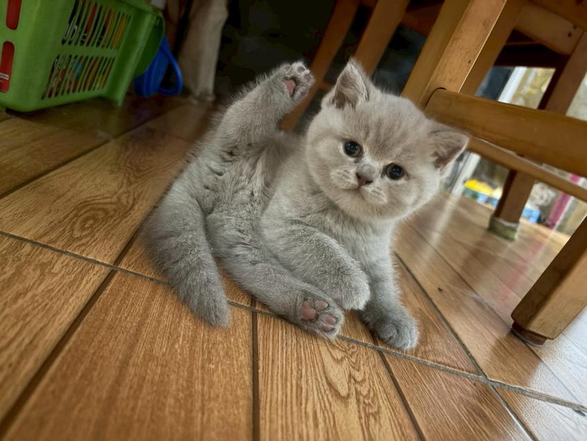 แมวบริติช ช็อตแฮร์ (British Shorthair) รูปที่ 8