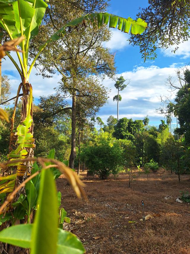 สวนทุเรียนแปลงเล็กระยอง 9