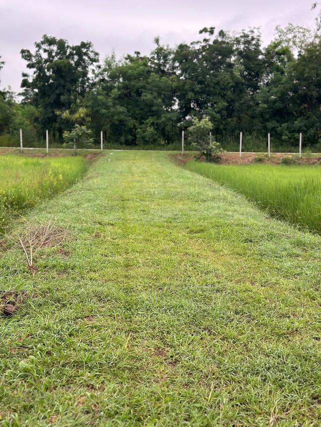 ขายที่ดิน 10 ไร่ ติดถนน หน้ากว้าง 70 เมตร 6