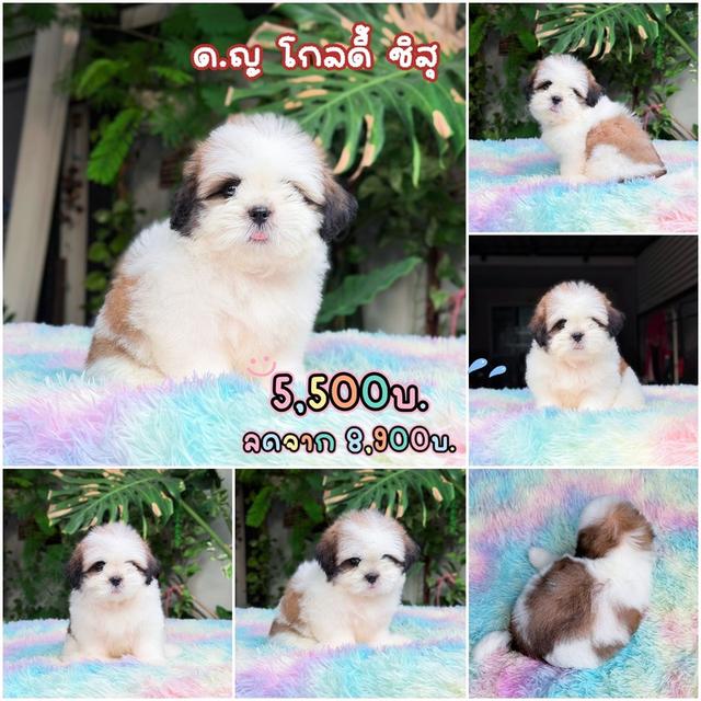 ชิสุแท้ เมีย มาร์คสวย