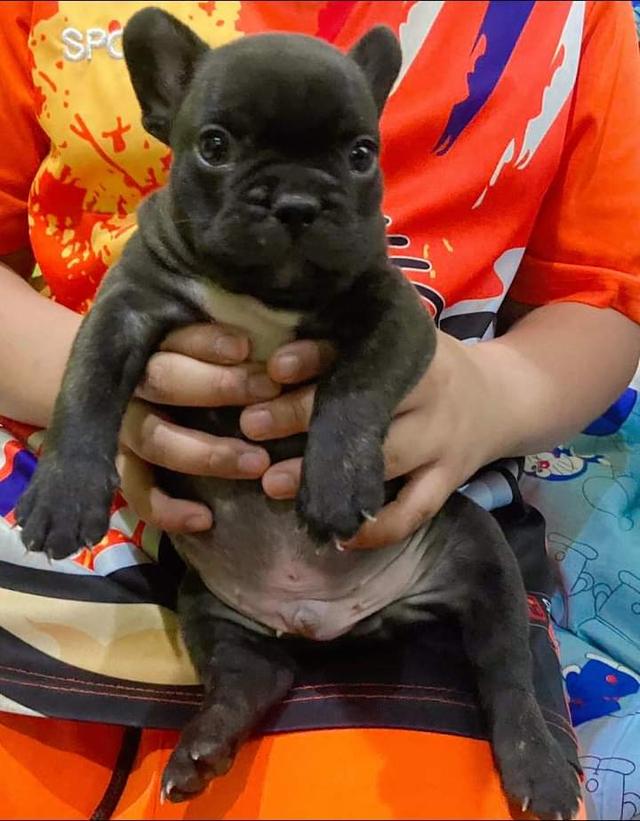 french bulldog 3 ตัว 3