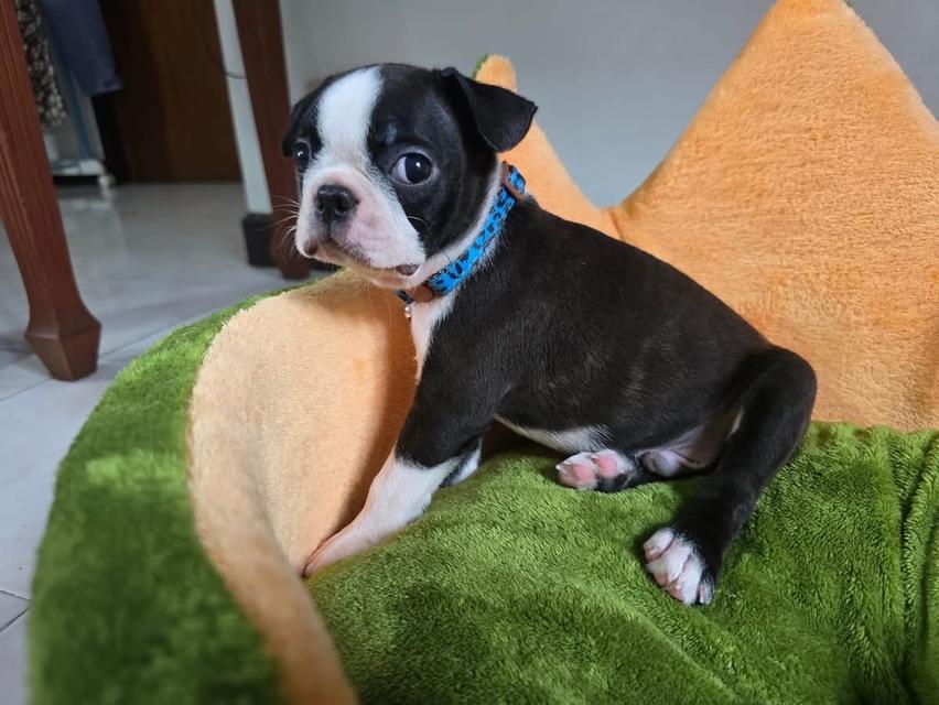 ลูกสุนัข Boston Terrier หาผู้ปกครอง 2