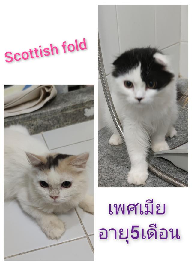 scottish. fold